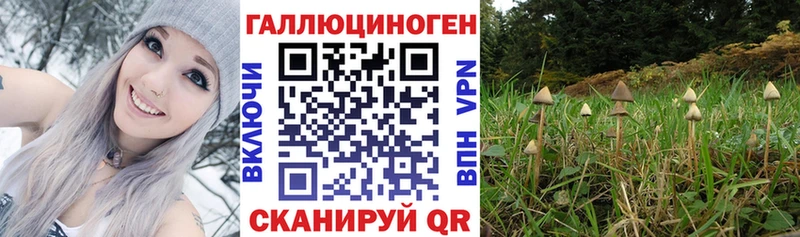 Псилоцибиновые грибы Psilocybine cubensis  Купить  Кяхта 